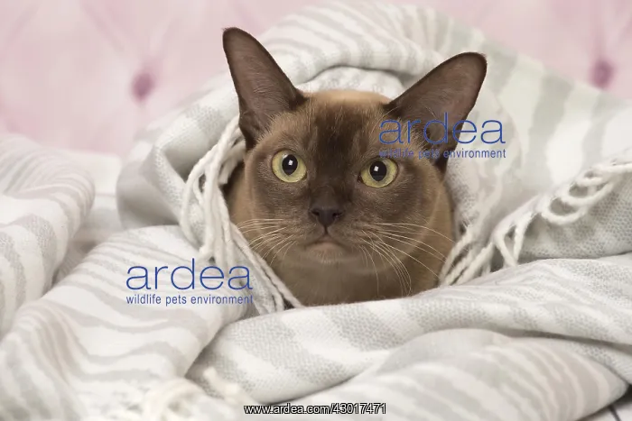  : Cat Brown Burmese under blanket