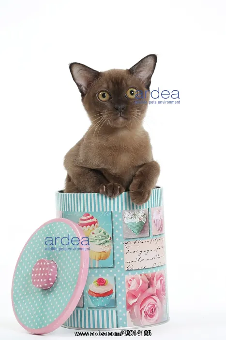 : Cat Brown Burmese kitten 4 months old. in biscuit tin : Cat Brown Burmese kitten 4 months old. in biscuit tin