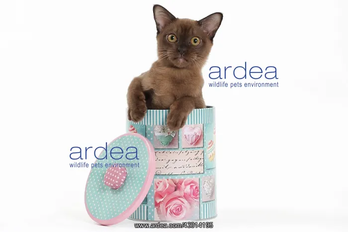 : Cat Brown Burmese kitten 4 months old. in biscuit tin : Cat Brown Burmese kitten 4 months old. in biscuit tin