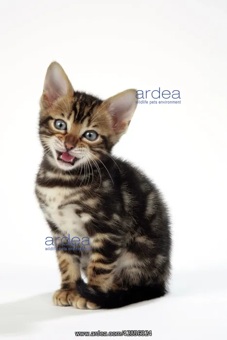 : CAT. Brown Marble blue-eyed Bengal kitten - 6 weeks : CAT. Brown Marble blue-eyed Bengal kitten - 6 weeks