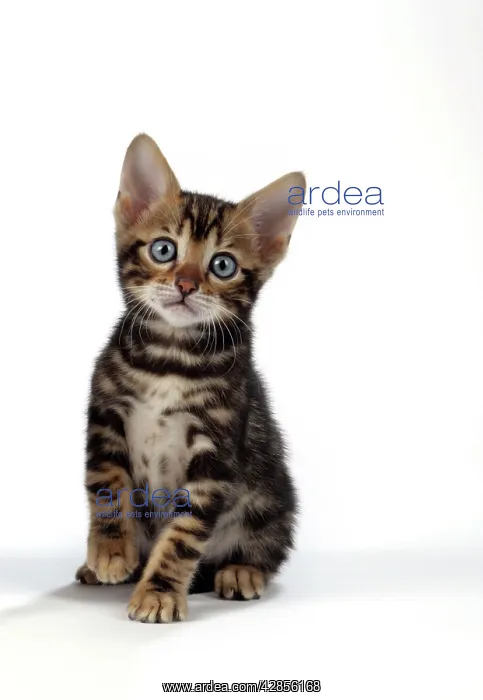 : CAT. Brown Marble blue-eyed Bengal kitten - 6 weeks old : CAT. Brown Marble blue-eyed Bengal kitten - 6 weeks old