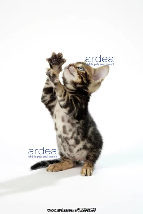 : CAT. Brown Marble blue-eyed Bengal kitten on hind : CAT. Brown Marble blue-eyed Bengal kitten on hind