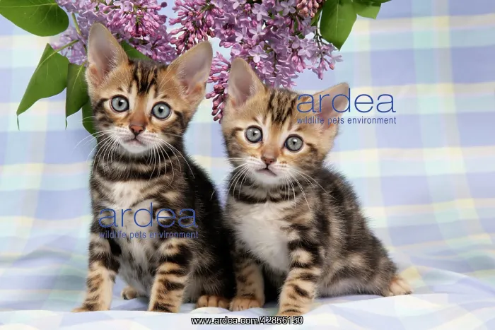 : CAT. Brown Marble blue-eyed Bengal kittens - 6 : CAT. Brown Marble blue-eyed Bengal kittens - 6