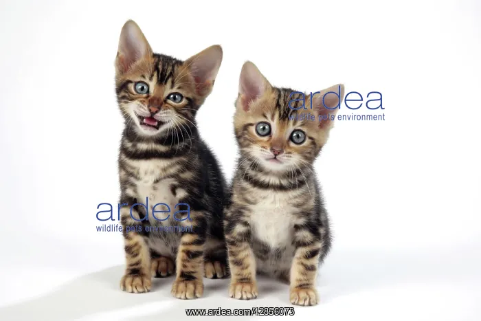 : CAT. Brown Marble blue-eyed Bengal kittens - 6 weeks old : CAT. Brown Marble blue-eyed Bengal kittens - 6 weeks old