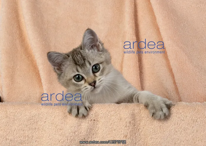 : CAT, brown silver Burmilla : CAT, brown silver Burmilla
