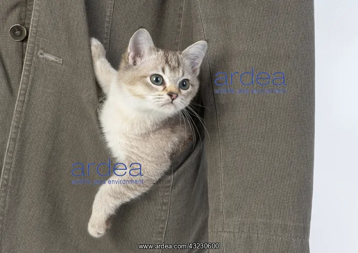 : CAT, brown silver Burmilla : CAT, brown silver Burmilla