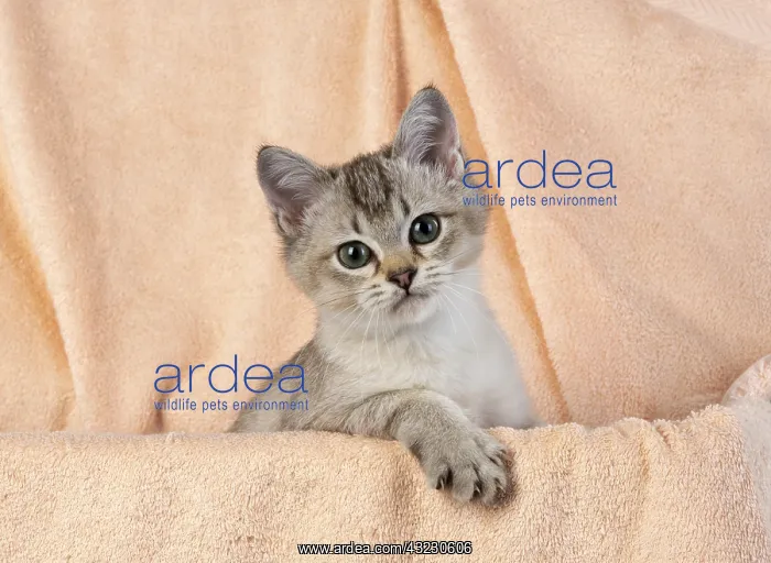 : CAT, brown silver Burmilla : CAT, brown silver Burmilla