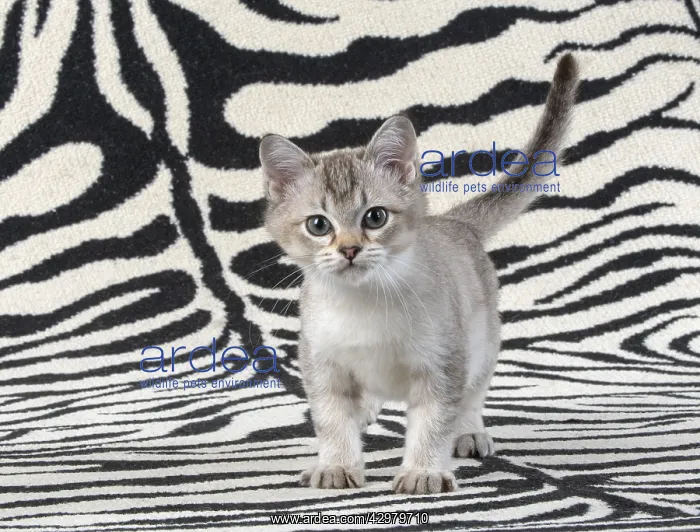 : CAT. brown silver Burmilla kitten, on zebra rug : CAT. brown silver Burmilla kitten, on zebra rug