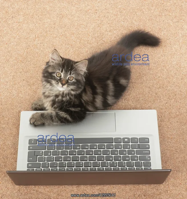 : CAT. brown tabby Kitten ( 10 weeks old ) laying : CAT. brown tabby Kitten ( 10 weeks old ) laying