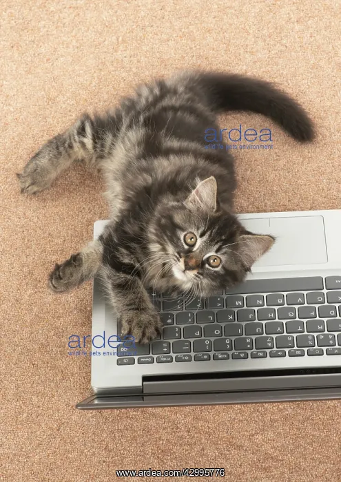 : CAT. brown tabby Kitten ( 10 weeks old ) laying : CAT. brown tabby Kitten ( 10 weeks old ) laying