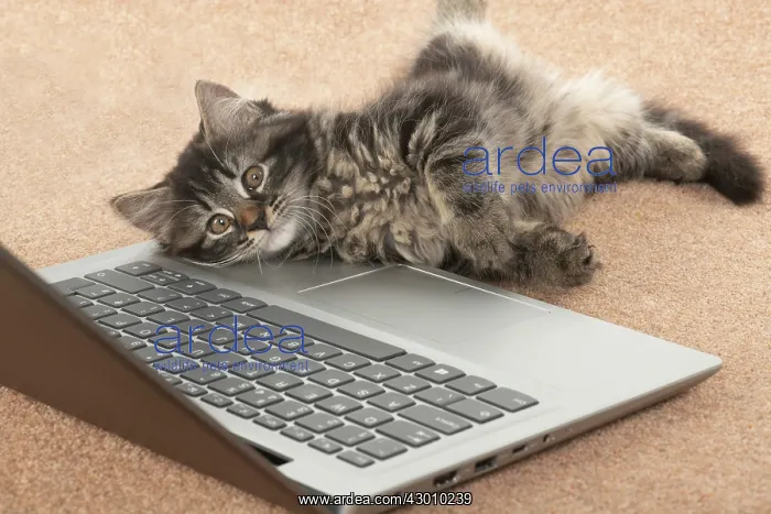 : CAT. brown tabby Kitten ( 10 weeks old ) laying : CAT. brown tabby Kitten ( 10 weeks old ) laying