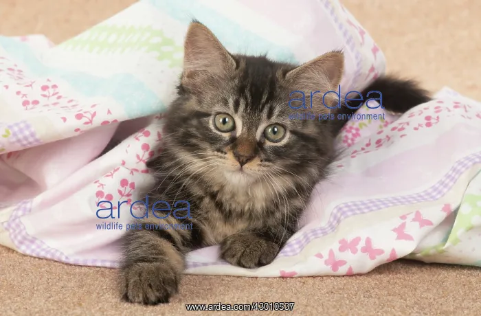 : CAT. brown tabby Kitten ( 10 weeks old ) laying : CAT. brown tabby Kitten ( 10 weeks old ) laying