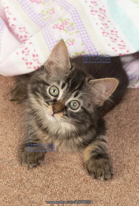 : CAT. brown tabby Kitten ( 10 weeks old ) laying : CAT. brown tabby Kitten ( 10 weeks old ) laying