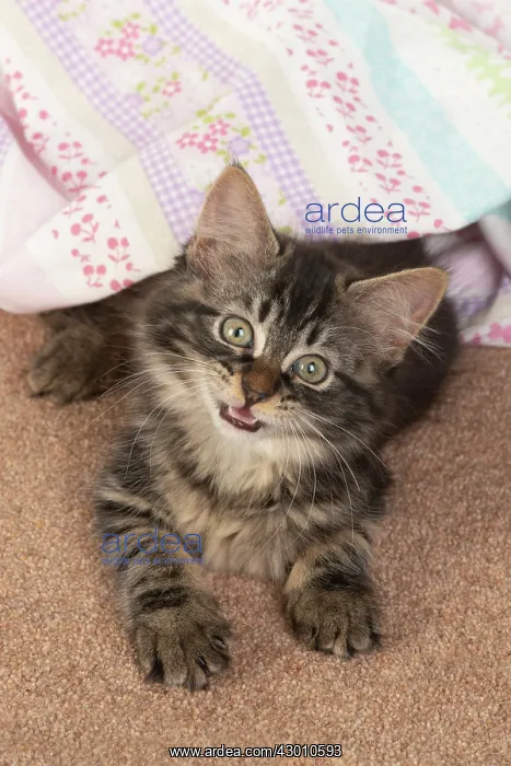 : CAT. brown tabby Kitten ( 10 weeks old ) laying : CAT. brown tabby Kitten ( 10 weeks old ) laying