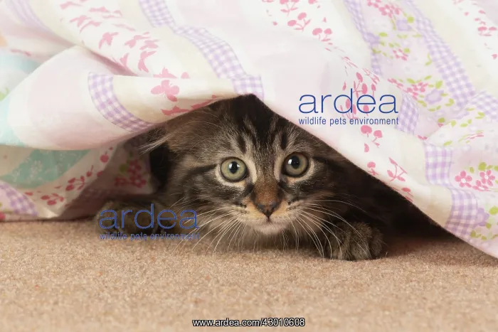 : CAT. brown tabby Kitten ( 10 weeks old ) laying : CAT. brown tabby Kitten ( 10 weeks old ) laying