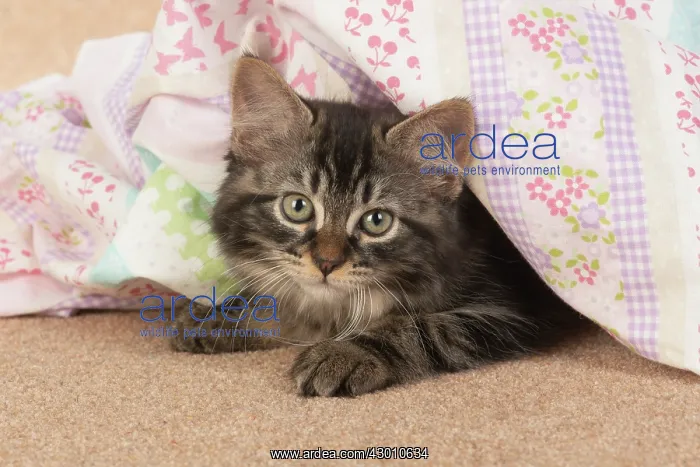 : CAT. brown tabby Kitten ( 10 weeks old ) laying : CAT. brown tabby Kitten ( 10 weeks old ) laying