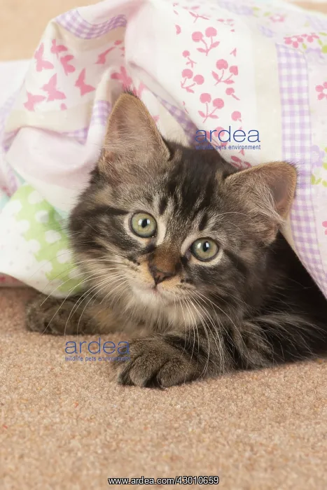 : CAT. brown tabby Kitten ( 10 weeks old ) laying : CAT. brown tabby Kitten ( 10 weeks old ) laying