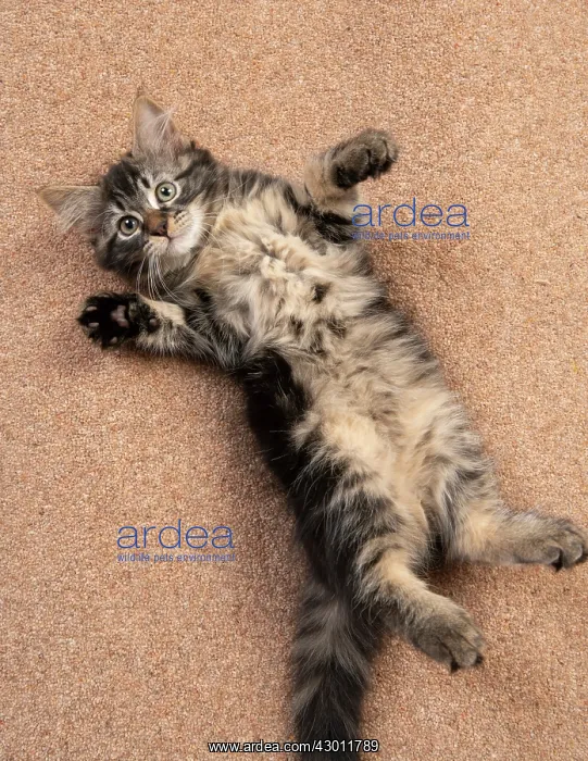 : CAT. brown tabby Kitten ( 10 weeks old ) laying : CAT. brown tabby Kitten ( 10 weeks old ) laying