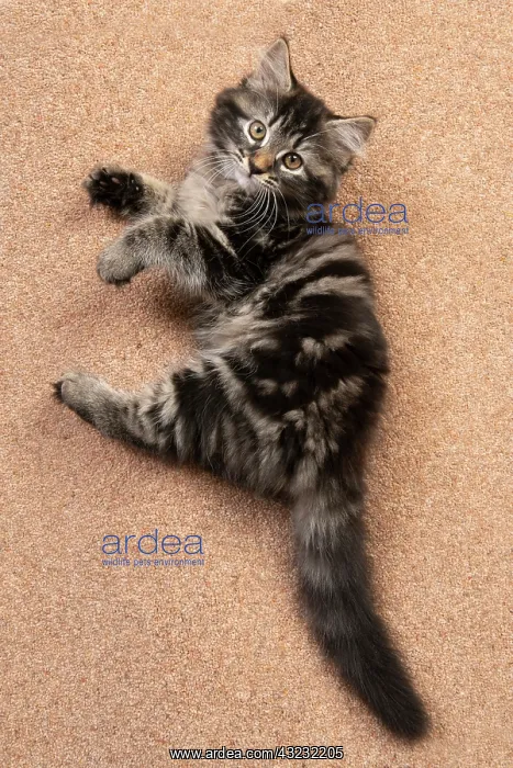 : CAT. brown tabby Kitten ( 10 weeks old ) laying : CAT. brown tabby Kitten ( 10 weeks old ) laying