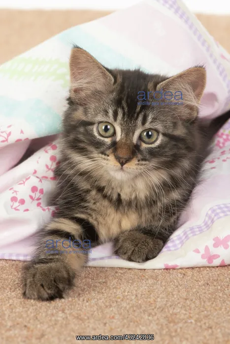 : CAT. brown tabby Kitten ( 10 weeks old ) laying : CAT. brown tabby Kitten ( 10 weeks old ) laying
