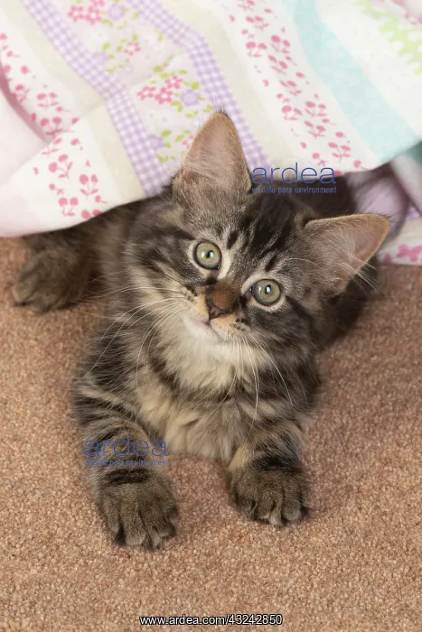 : CAT. brown tabby Kitten ( 10 weeks old ) laying : CAT. brown tabby Kitten ( 10 weeks old ) laying
