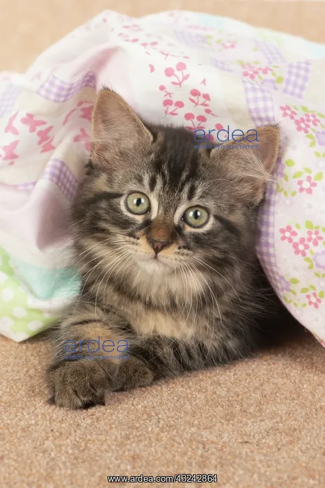 : CAT. brown tabby Kitten ( 10 weeks old ) laying : CAT. brown tabby Kitten ( 10 weeks old ) laying