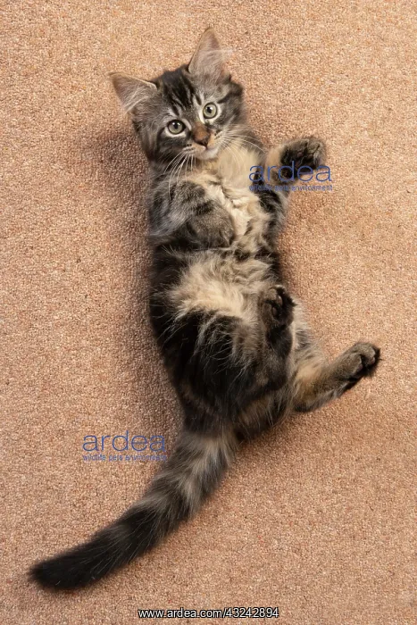  : CAT. brown tabby Kitten ( 10 weeks old ) laying
