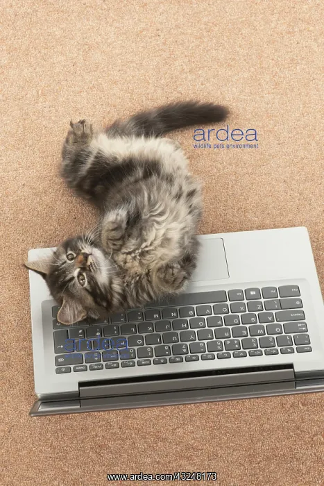 : CAT. brown tabby Kitten ( 10 weeks old ) laying : CAT. brown tabby Kitten ( 10 weeks old ) laying
