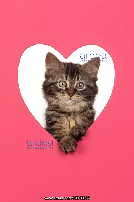  : CAT. brown tabby Kitten ( 10 weeks old ) looking