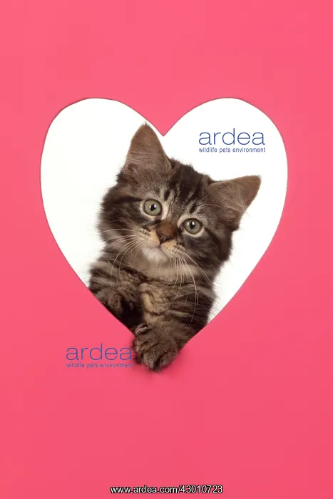 : CAT. brown tabby Kitten ( 10 weeks old ) looking : CAT. brown tabby Kitten ( 10 weeks old ) looking