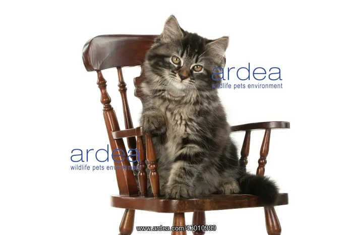 : CAT. brown tabby Kitten ( 10 weeks old ) sitting : CAT. brown tabby Kitten ( 10 weeks old ) sitting
