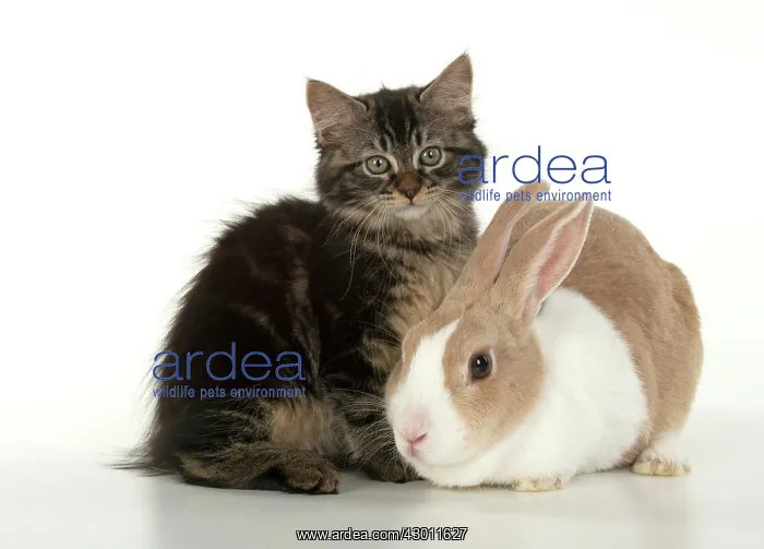 : CAT. brown tabby Kitten ( 10 weeks old ) sitting : CAT. brown tabby Kitten ( 10 weeks old ) sitting