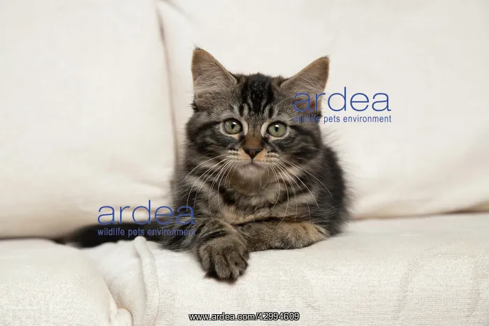 : CAT. Brown tabby kitten ( 12 weeks old ) laying : CAT. Brown tabby kitten ( 12 weeks old ) laying