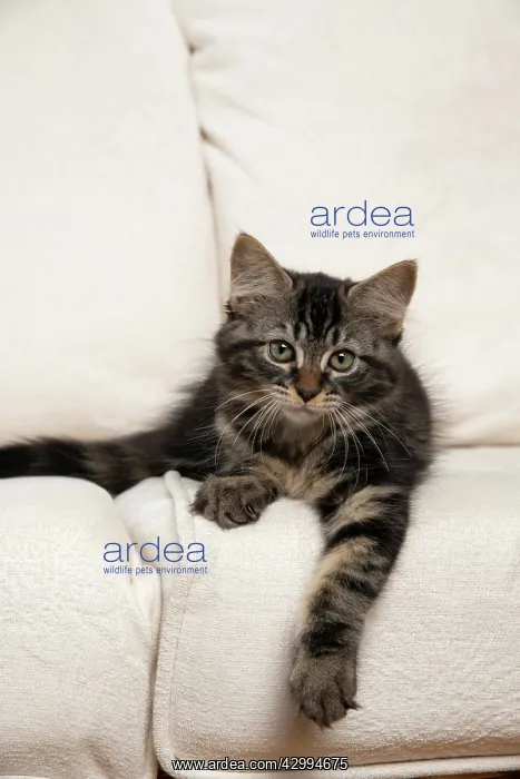 : CAT. Brown tabby kitten ( 12 weeks old ) laying : CAT. Brown tabby kitten ( 12 weeks old ) laying