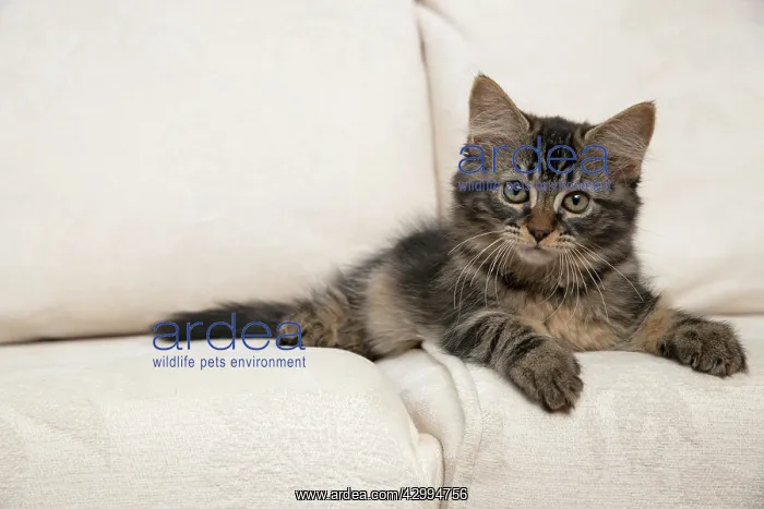 : CAT. Brown tabby kitten ( 12 weeks old ) laying : CAT. Brown tabby kitten ( 12 weeks old ) laying