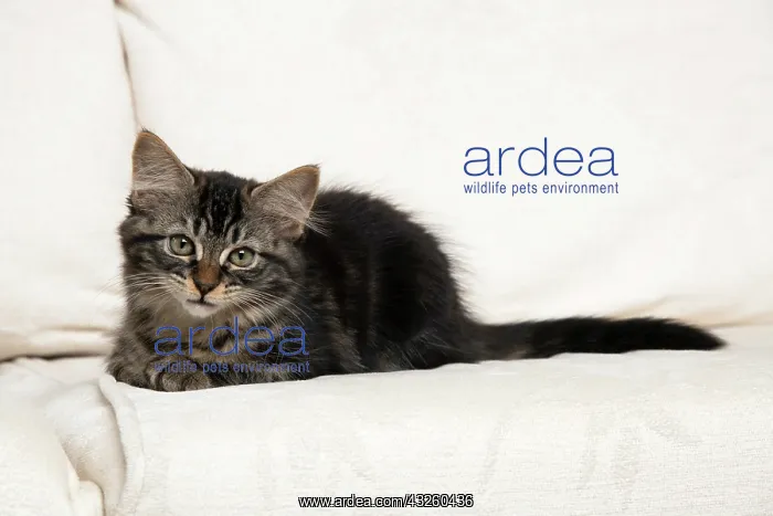 : CAT. Brown tabby kitten ( 12 weeks old ) laying : CAT. Brown tabby kitten ( 12 weeks old ) laying