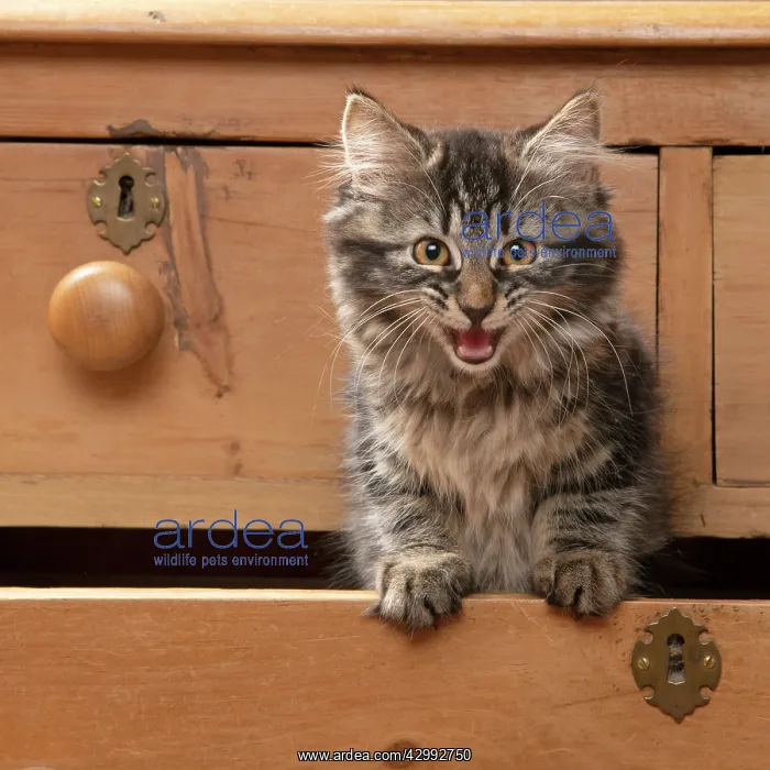 : CAT. Brown tabby kitten ( 12 weeks old ) sitting : CAT. Brown tabby kitten ( 12 weeks old ) sitting