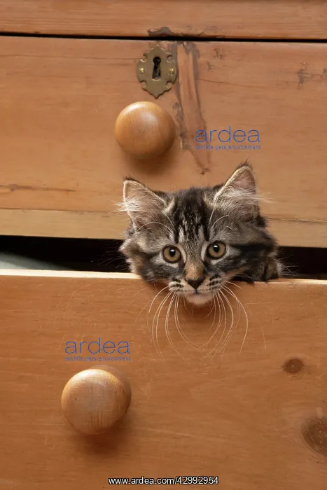 : CAT. Brown tabby kitten ( 12 weeks old ) sitting : CAT. Brown tabby kitten ( 12 weeks old ) sitting