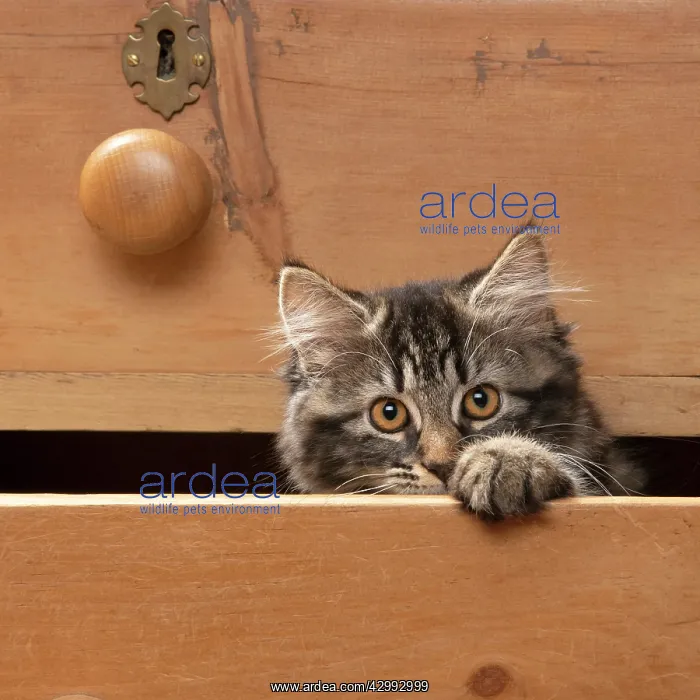 : CAT. Brown tabby kitten ( 12 weeks old ) sitting : CAT. Brown tabby kitten ( 12 weeks old ) sitting
