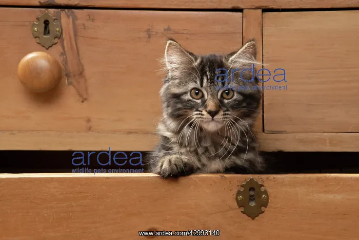 : CAT. Brown tabby kitten ( 12 weeks old ) sitting : CAT. Brown tabby kitten ( 12 weeks old ) sitting