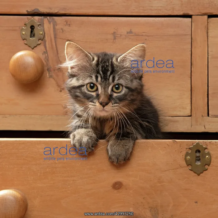 : CAT. Brown tabby kitten ( 12 weeks old ) sitting : CAT. Brown tabby kitten ( 12 weeks old ) sitting