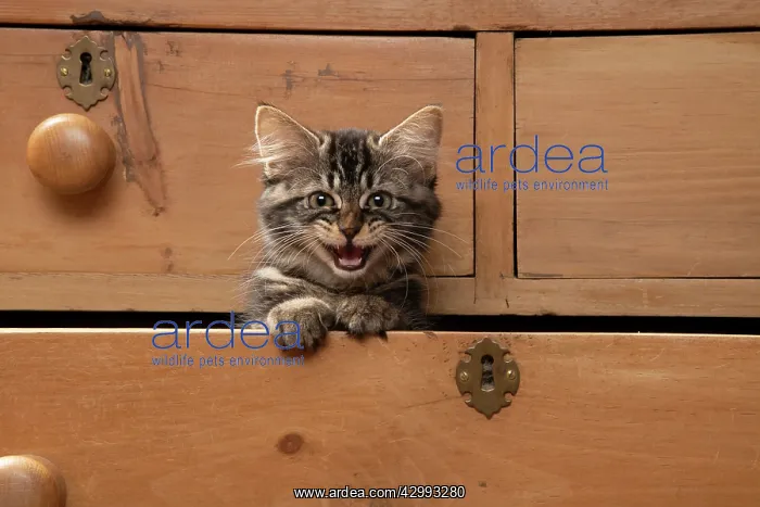 : CAT. Brown tabby kitten ( 12 weeks old ) sitting : CAT. Brown tabby kitten ( 12 weeks old ) sitting