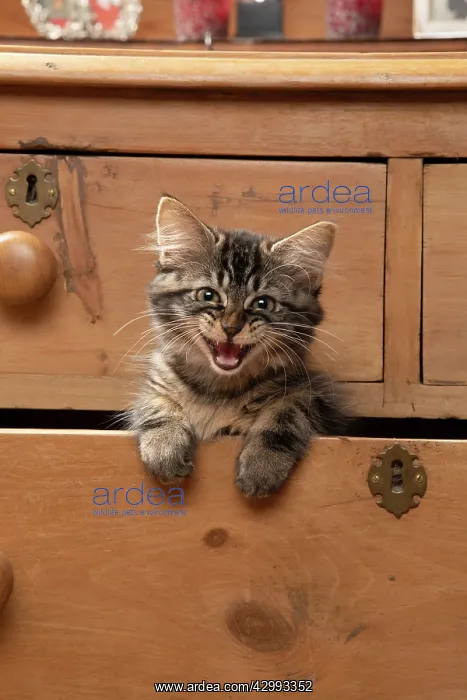 : CAT. Brown tabby kitten ( 12 weeks old ) sitting : CAT. Brown tabby kitten ( 12 weeks old ) sitting