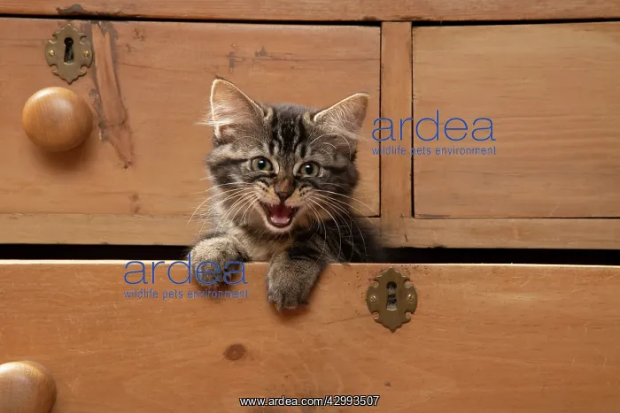 : CAT. Brown tabby kitten ( 12 weeks old ) sitting : CAT. Brown tabby kitten ( 12 weeks old ) sitting