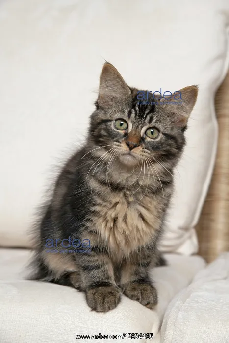 : CAT. Brown tabby kitten ( 12 weeks old ) sitting : CAT. Brown tabby kitten ( 12 weeks old ) sitting
