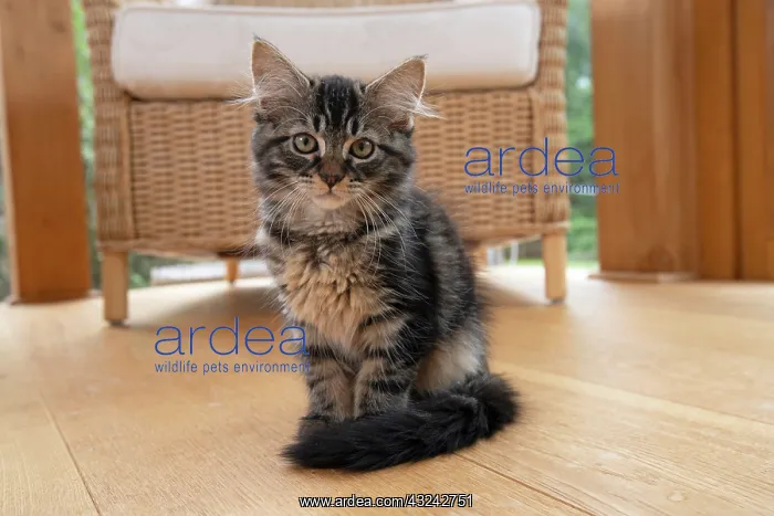 : CAT. Brown tabby kitten ( 12 weeks old ) sitting : CAT. Brown tabby kitten ( 12 weeks old ) sitting
