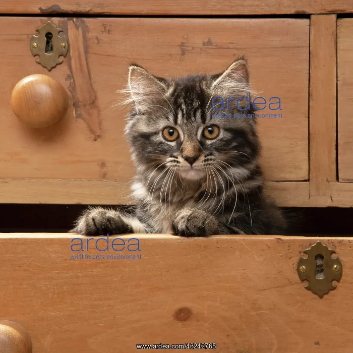 : CAT. Brown tabby kitten ( 12 weeks old ) sitting : CAT. Brown tabby kitten ( 12 weeks old ) sitting