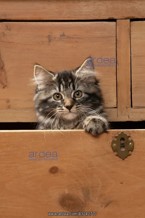 : CAT. Brown tabby kitten ( 12 weeks old ) sitting : CAT. Brown tabby kitten ( 12 weeks old ) sitting