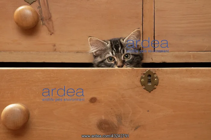  : CAT. Brown tabby kitten ( 12 weeks old ) sitting