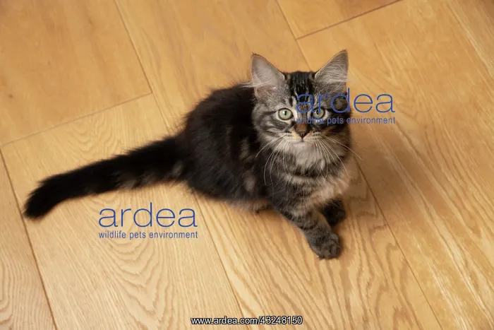 : CAT. Brown tabby kitten ( 12 weeks old ) sitting : CAT. Brown tabby kitten ( 12 weeks old ) sitting